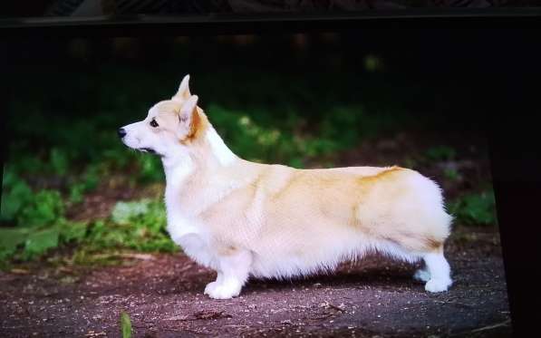 Щенки вельш корги пемброк