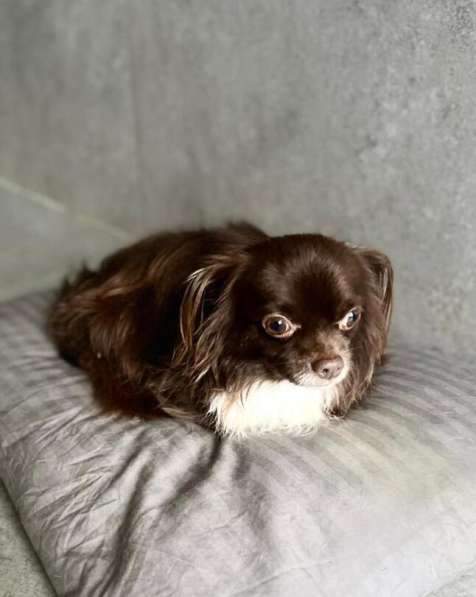 Шоколадная чихуахуа Алексей в добрые руки в Москве