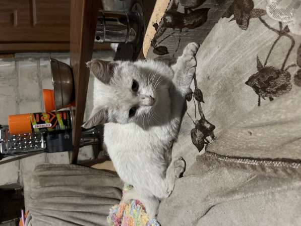Кошка бесплатно в Пятигорске