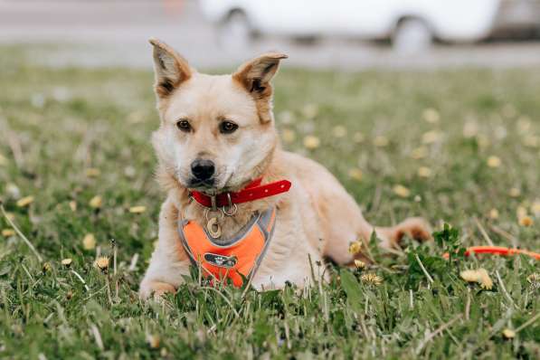 Собака Камилла ищет дом в Москве фото 4