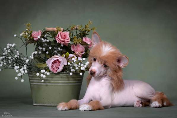 Голая девочка КХС в Москве фото 7