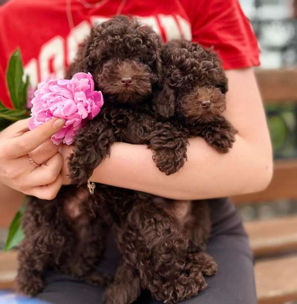 Toy poodle puppies в фото 12