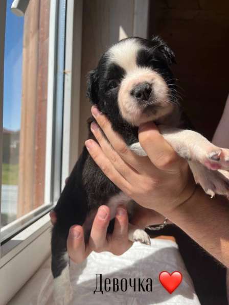 Щенки питбуля в Санкт-Петербурге