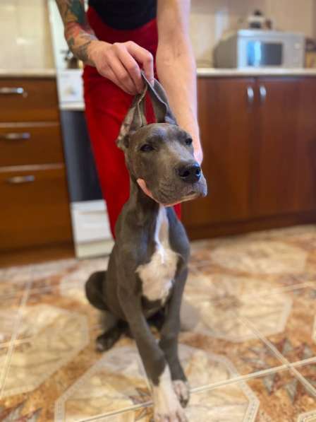 Дог в Москве фото 8