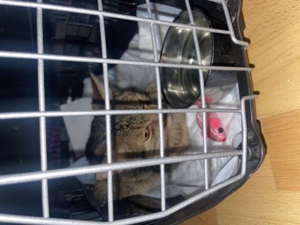 Котенок мальчик в Саратове