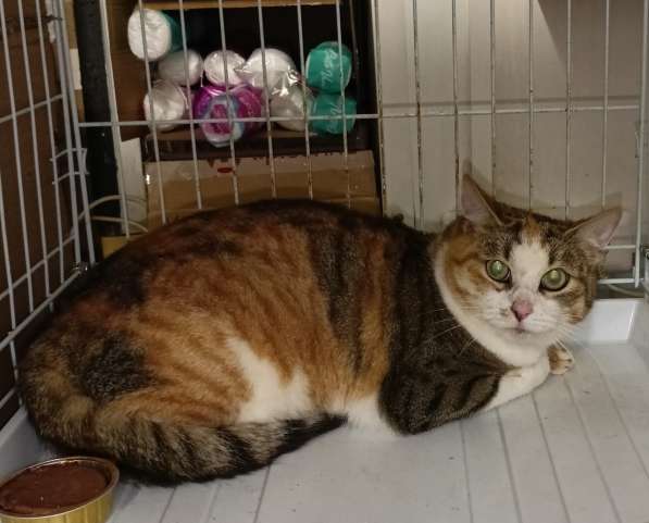 Две кошки ищут Дом в Вологде фото 5