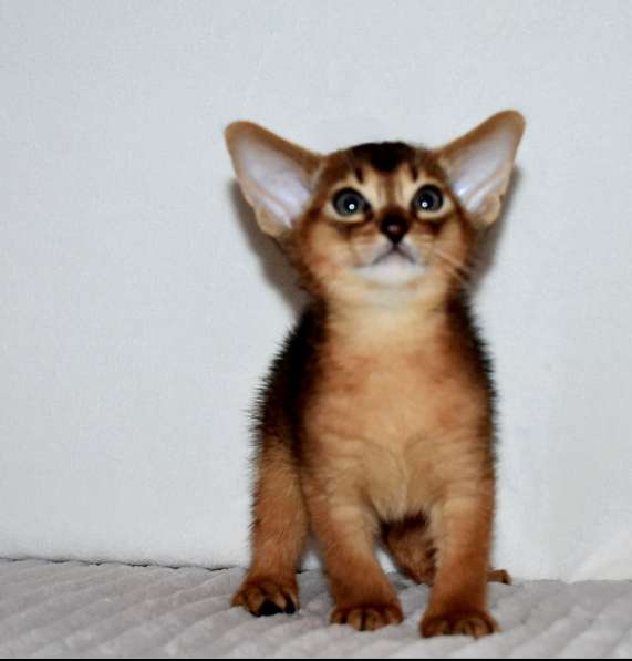 Абиссинские котята в Москве фото 15