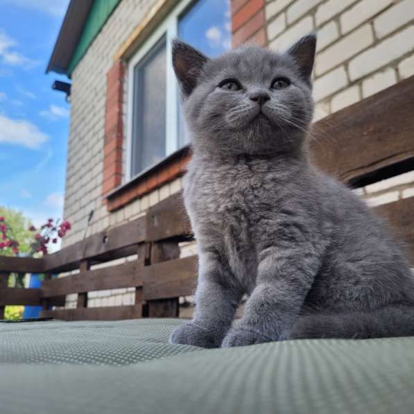 Котята страйт и фолд, 2 мес. Ищут своих мам и пап в фото 7