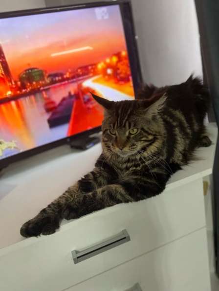 Срочно продаю взрослого кота мейн Кун
