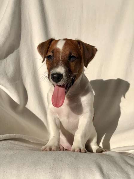 Jack Russell Terrier Welpen