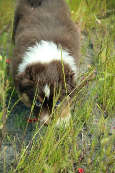 Щенок Miniature American Shepherd (MAS) - кобель в 