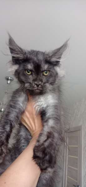 Котята мейн куны клубные
