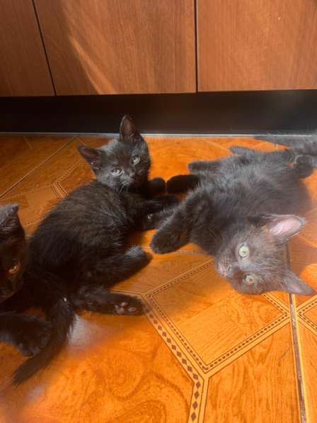 Котята в добрые руки в Благовещенске фото 4