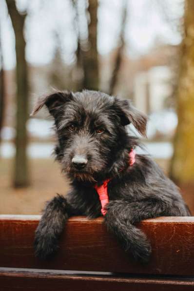 Бородатик Соня ищет дом в Москве