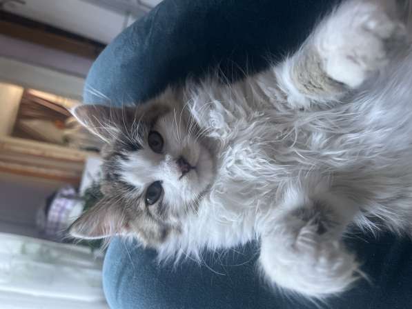 Отдам котенка