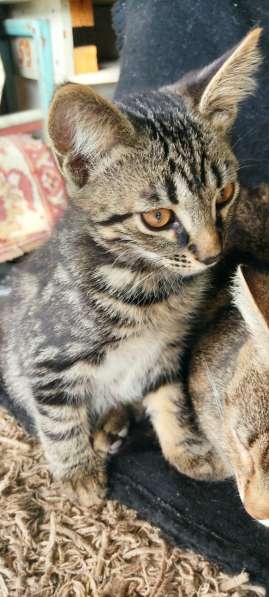 Котенок в добрые руки в фото 3