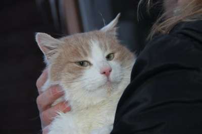 Отдам даром Молодой котик Рома в Санкт-Петербурге фото 4
