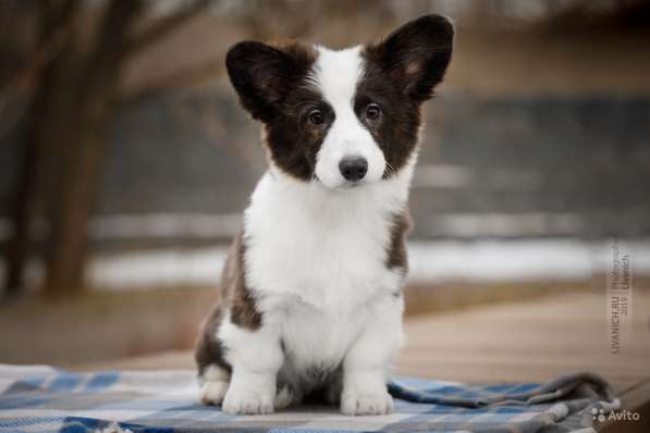 Вельш корги кардиган щенки предлагаем в Москве