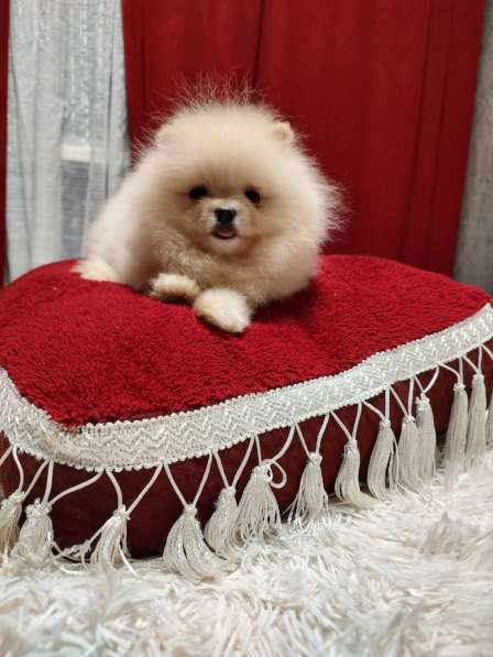 Померанский шпиц. Micro mini girl. FCI