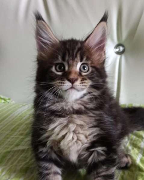 Крупный котенок Мейн кун в Москве фото 15