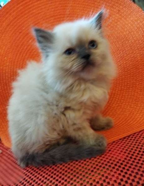 Скоттиш фолд и Скоттиш страйт шиншиллыРодословная в фото 10