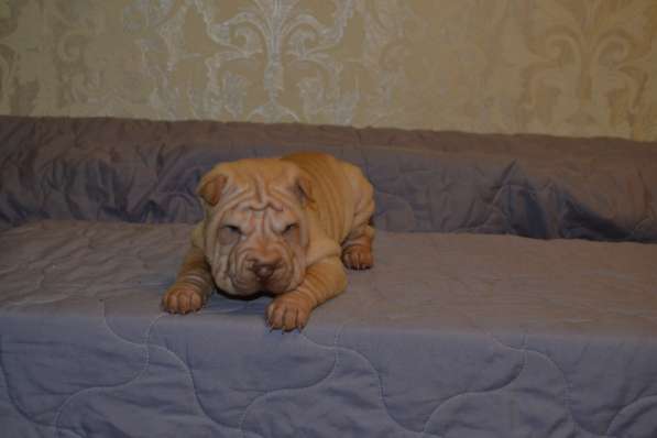 Щенки Шар-пея в Москве