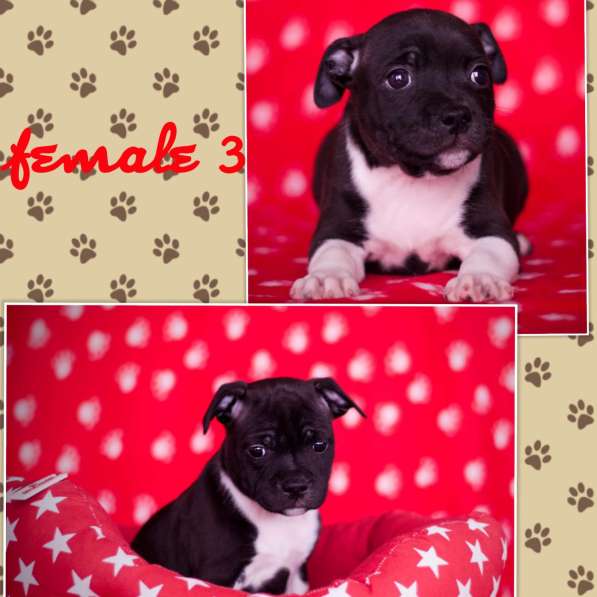 Стаффордширский бультерьер