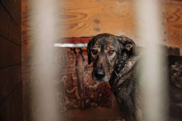 Надёжный Друг Курт ищет семью в Москве фото 22