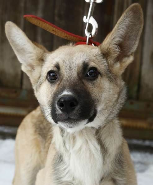 Тонконогая собачка-лань Елисея в добрые руки в Москве фото 18