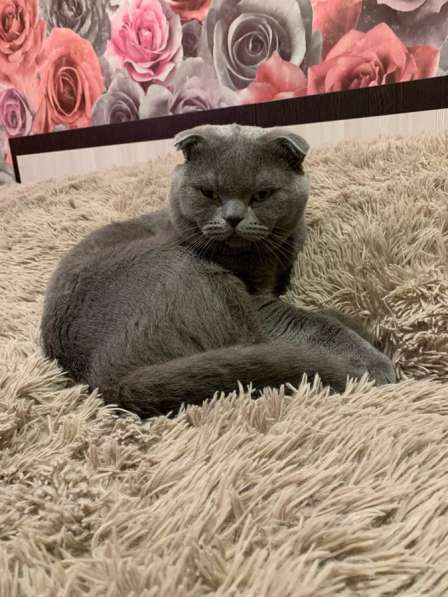 Прозам шотландских котят в Иванове фото 8