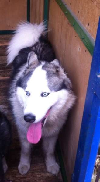 Продаются хасята в Раменское