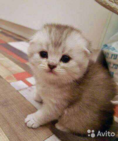 Выставочный жених, вязка в Костроме фото 9