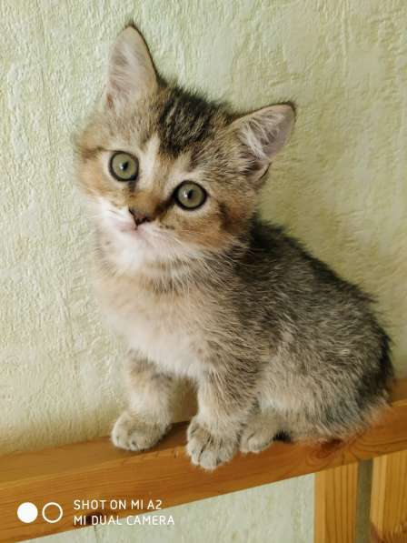 Шотландские котята в Москве фото 13