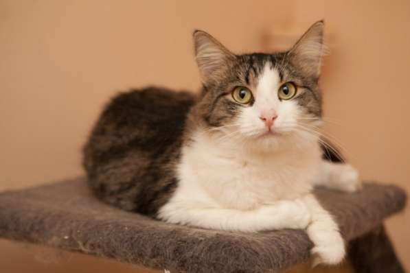 Когда Кларисса заурчит в объятиях хозяина в Москве фото 3