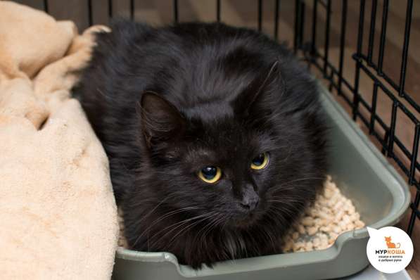 Жозефина - кошка, которая никогда не сдается в Москве