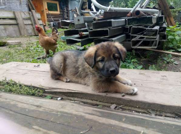 Замечательные щенки в добрые руки в Химках фото 16