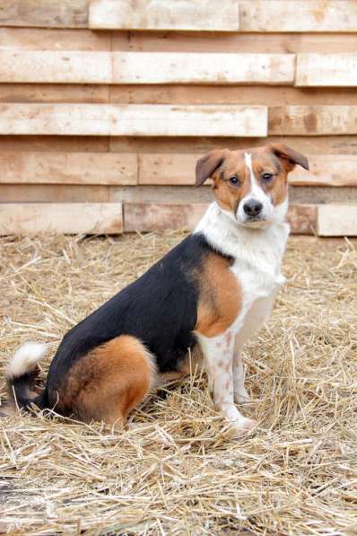 Коротколапик Мисти в дар