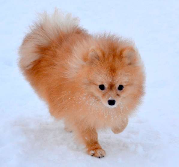 Продам молодого шпица (12 месяцев) в Санкт-Петербурге фото 3