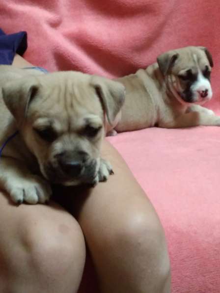 Щенки Ка де Бо в Краснодаре фото 4