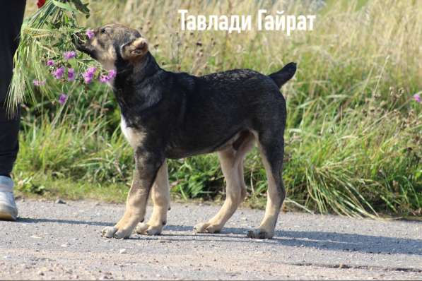 Высокопородные щенки САО (Алабай) в Краснодаре