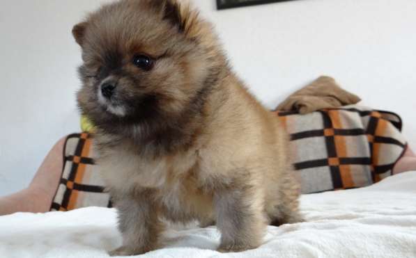 Померанский шпиц - медвежий тип в фото 22