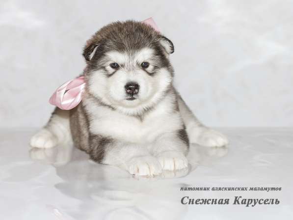 Аляскинские маламутики в Уфе фото 6