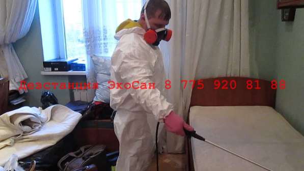 Уничтожение насекомых в фото 4