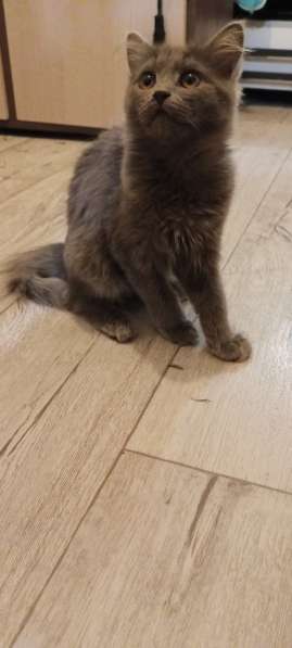В добрые руки: Кошечка серого цвета в Оренбурге фото 3