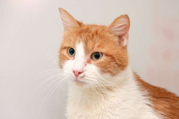 Тихий котик Акай в поисках надежного друга