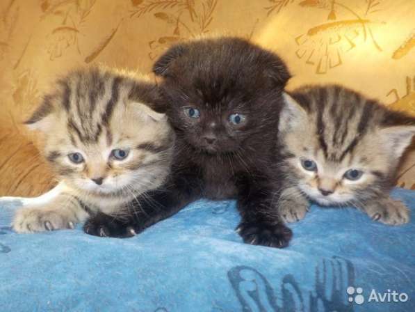 Малыши шотландики в Костроме