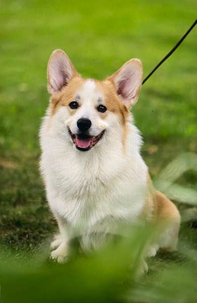 Щенки вельш корги пемброк из питомника в Москве фото 18