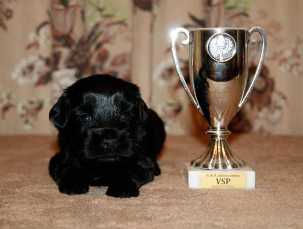 Щенки тибетского терьера в питомника в Санкт-Петербурге фото 3