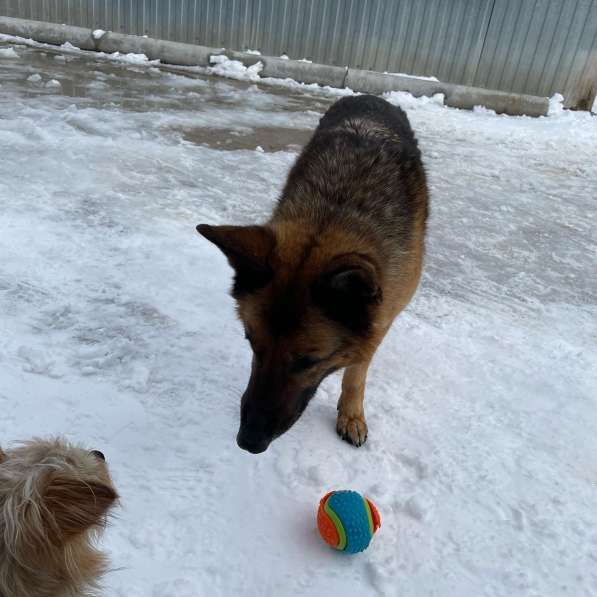 Кинолог - зоопсихолог в Мытищи фото 4