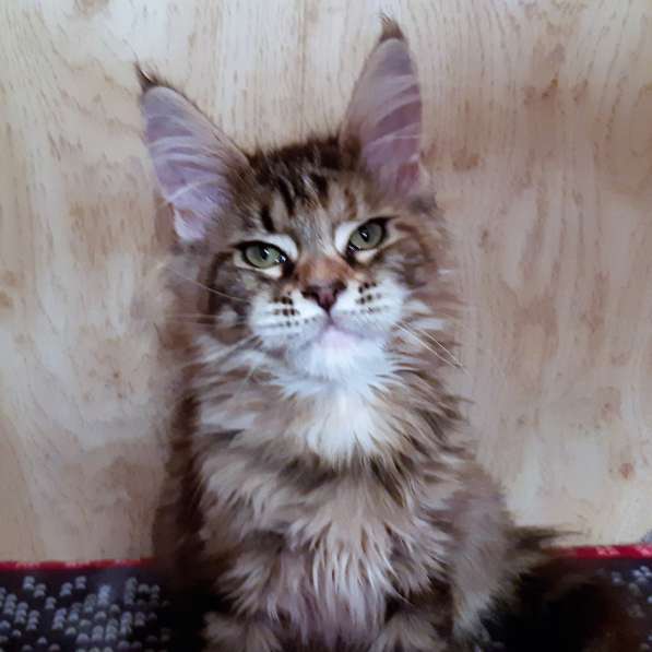 Рыжики из питомника в Екатеринбурге фото 67